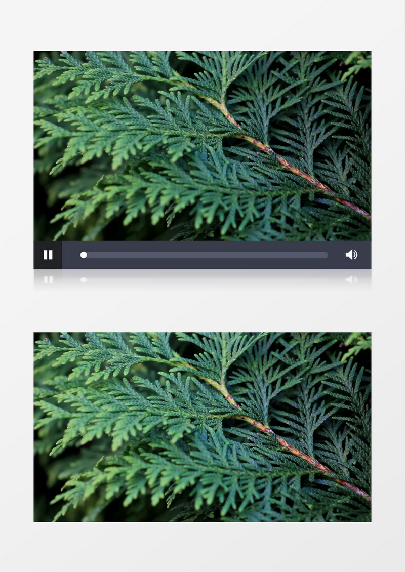 特写拍摄花园园丁修剪的植物细枝实拍视频素材