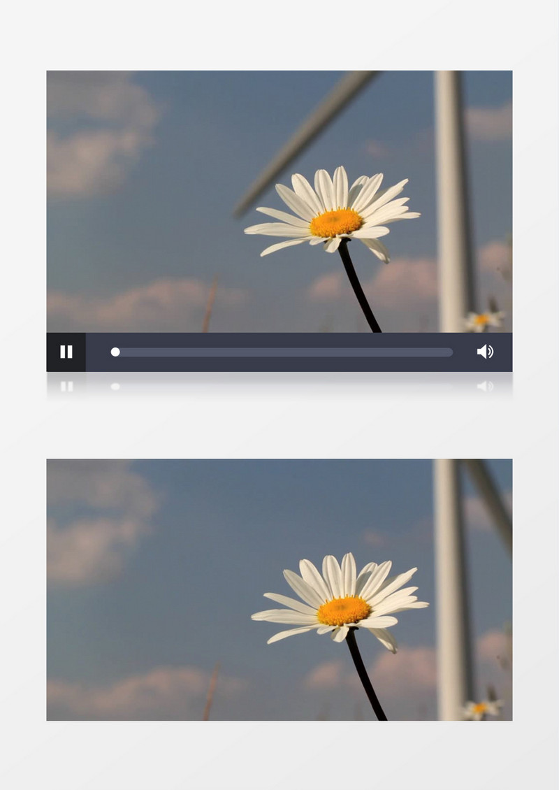 雏菊风力发电实拍视频素材