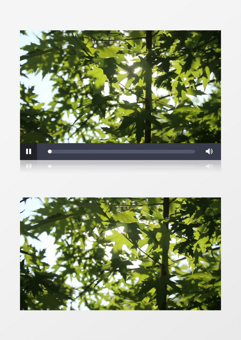 阳光下的绿色茂盛树叶实拍视频