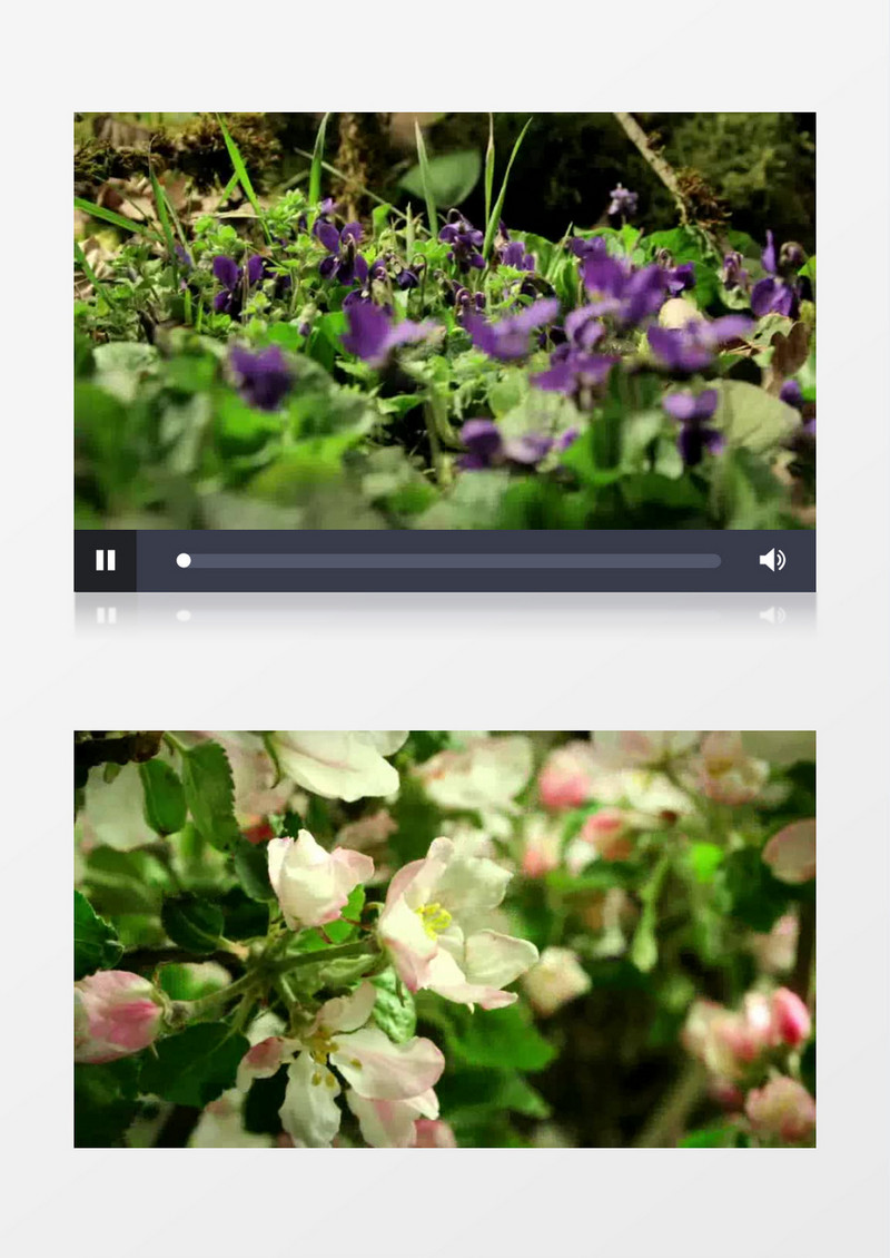 植物快速生长实拍视频素材