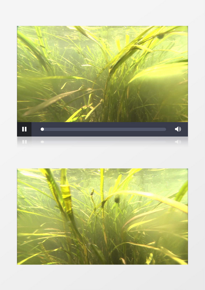 水下水草实拍视频素材