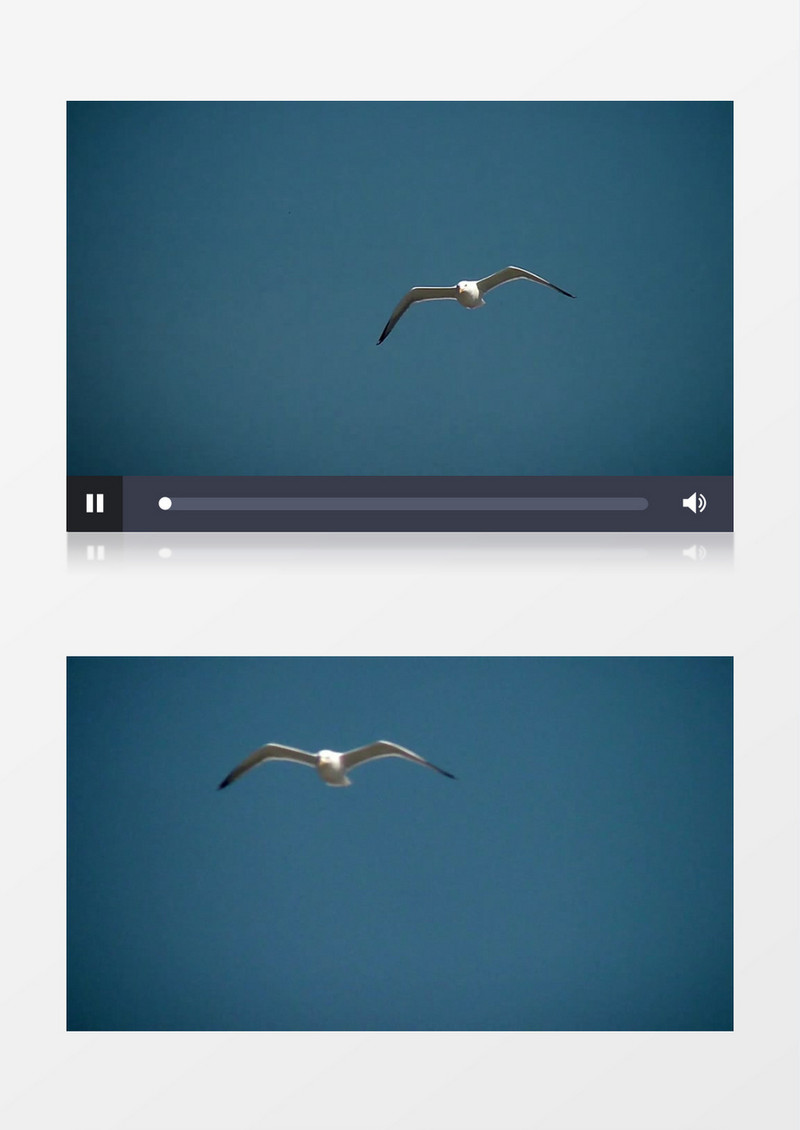 蓝天白云海洋海鸥实拍视频素材