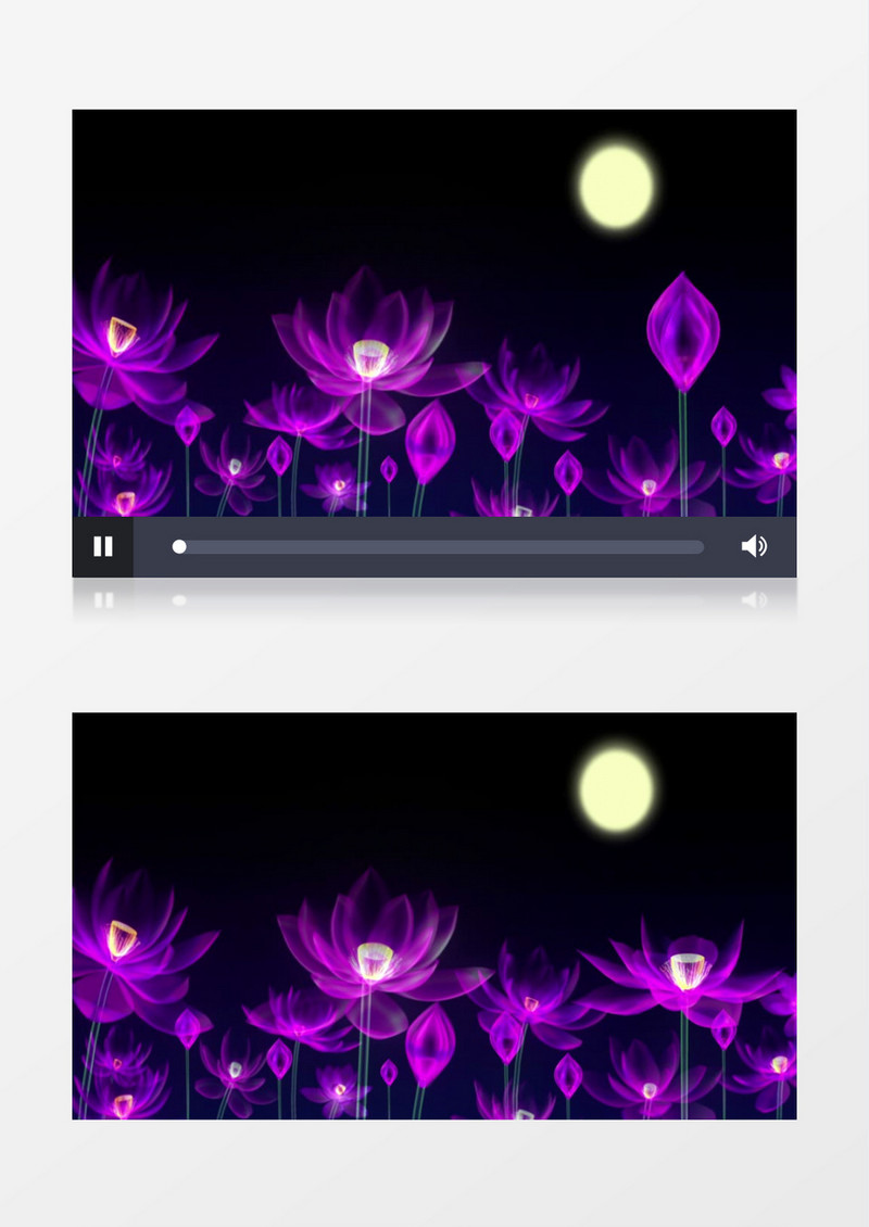 紫色荷花荷塘月色背景视频素材