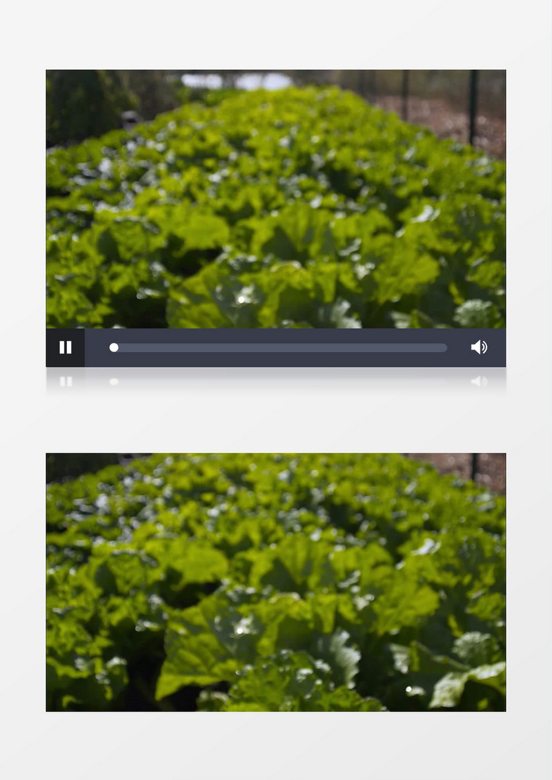 绿色健康蔬菜实拍视频素材