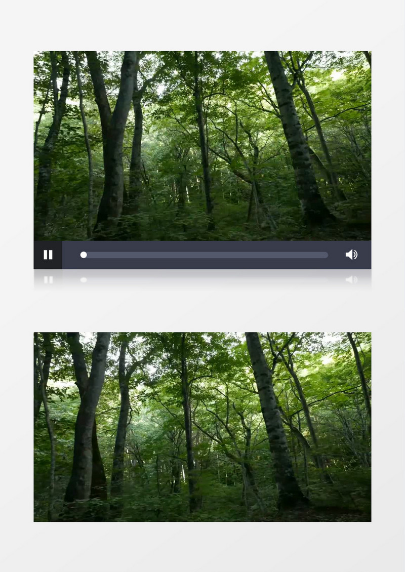 宁静养眼的森林树林近距离实拍视频素材