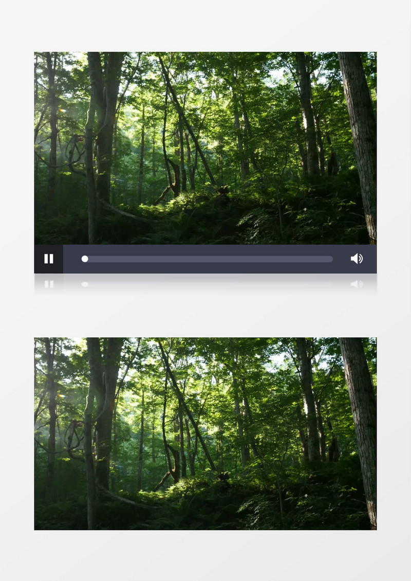 森林树叶近距离实拍视频素材