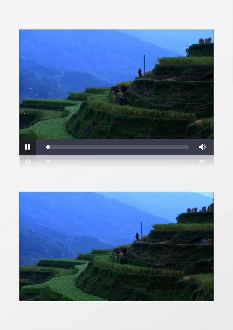 有机绿色梯田水稻实拍视频素材