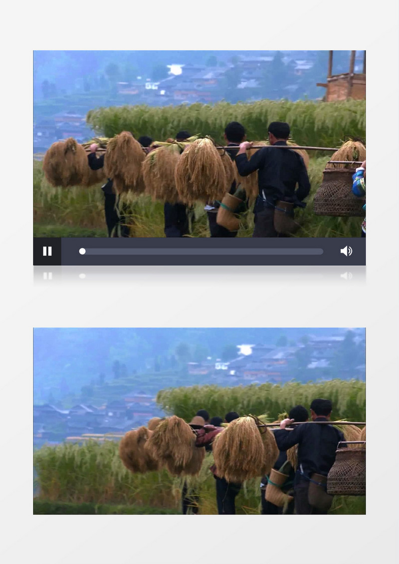 农民收割金黄水稻丰收实拍视频素材