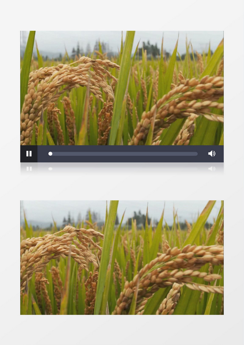 金黄稻田水稻成熟实拍视频素材