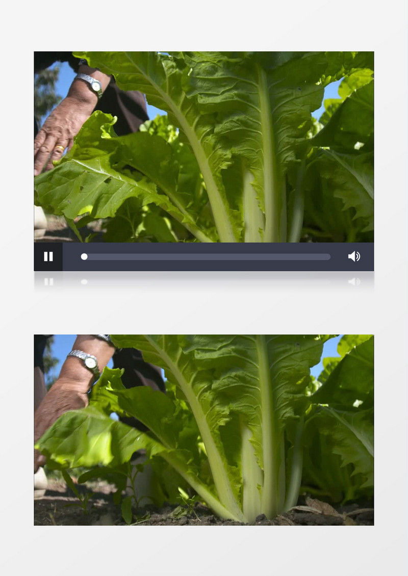 绿色有机蔬菜白菜采摘实拍视频素材
