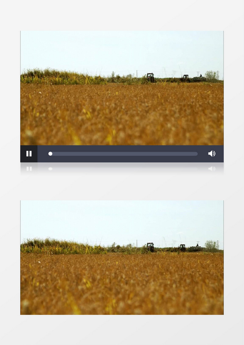 秋季金黄水稻成熟实拍视频素材