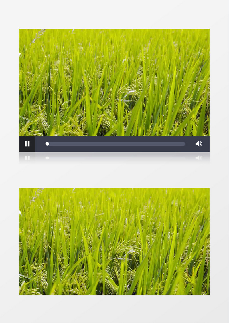 农田水稻成熟收割实拍视频素材