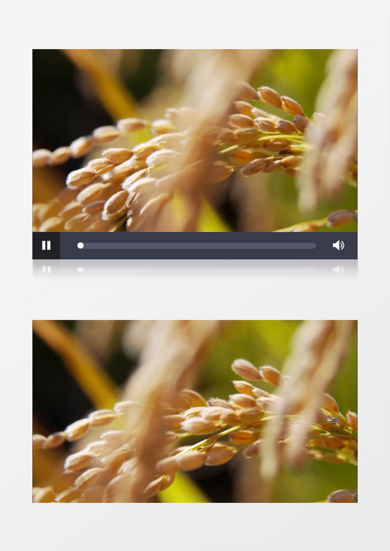金黄成熟水稻特写实拍视频素材