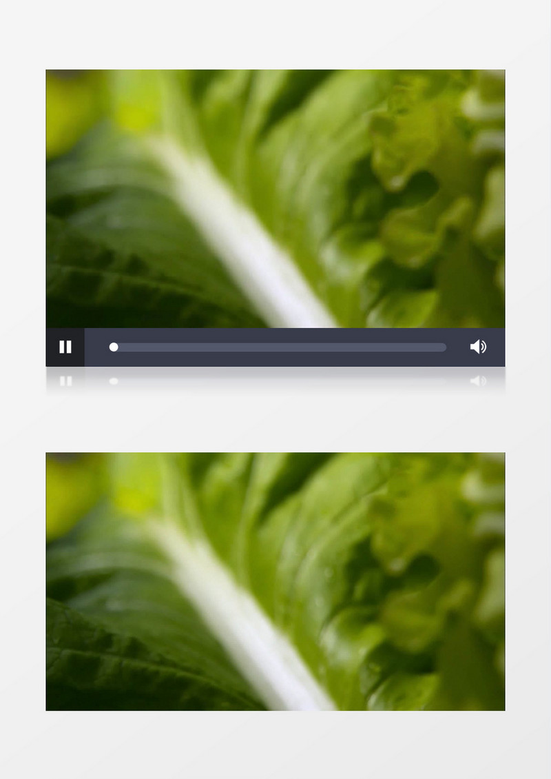 菜园白菜水珠特写实拍视频素材