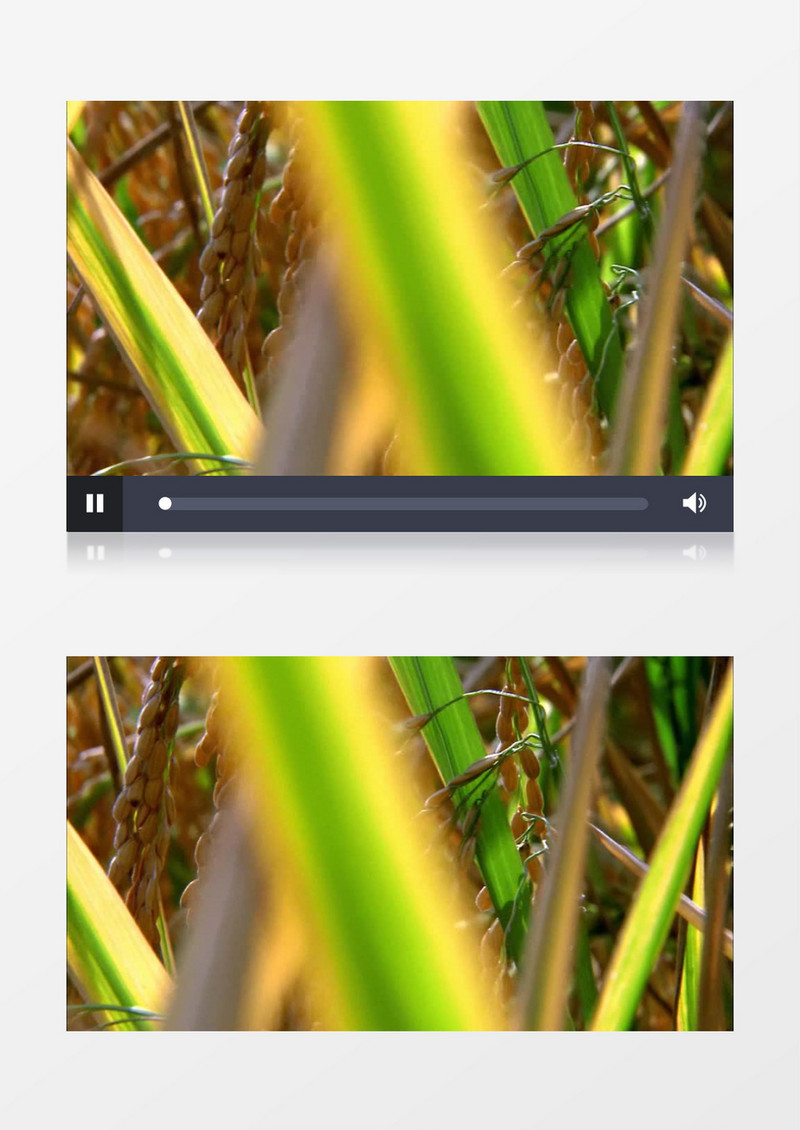绿色有机健康稻田水稻实拍视频素材