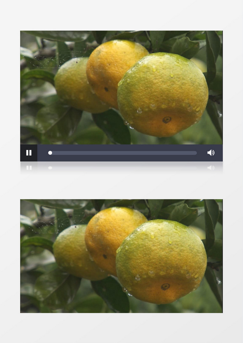绿色有机果园橘子水珠实拍视频素材