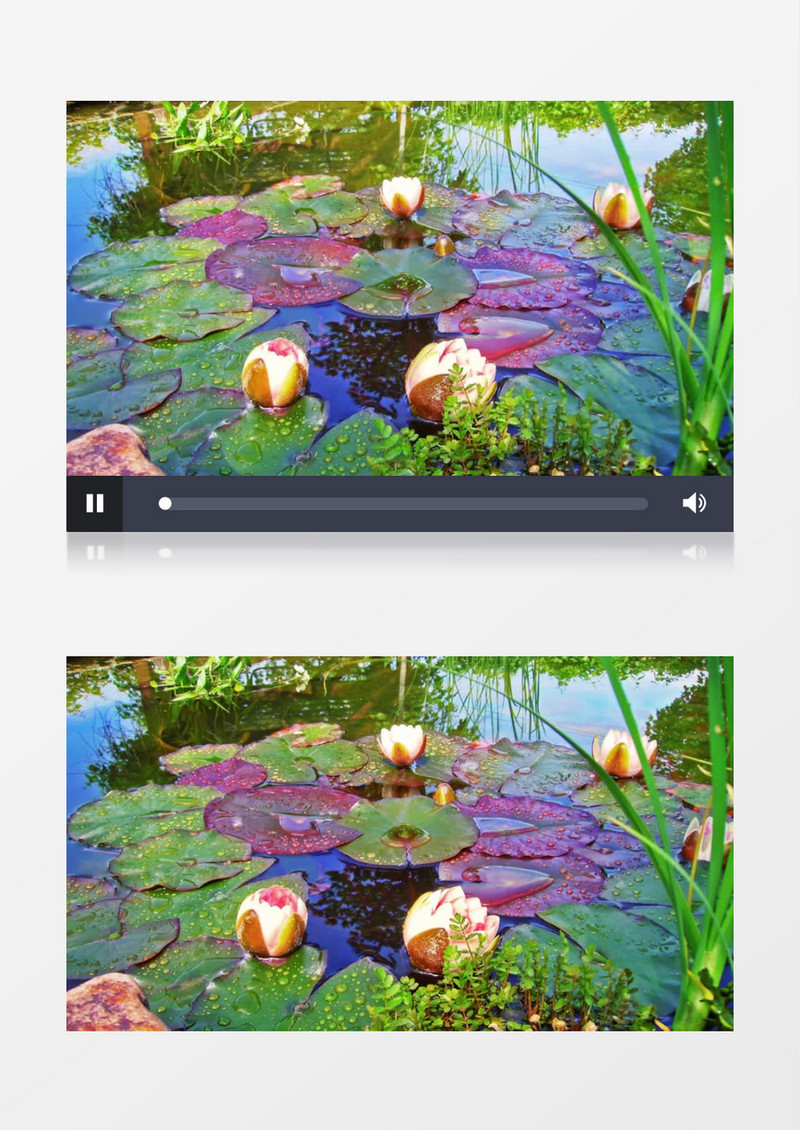 荷塘上超美的水莲花绽放实拍视频素材 