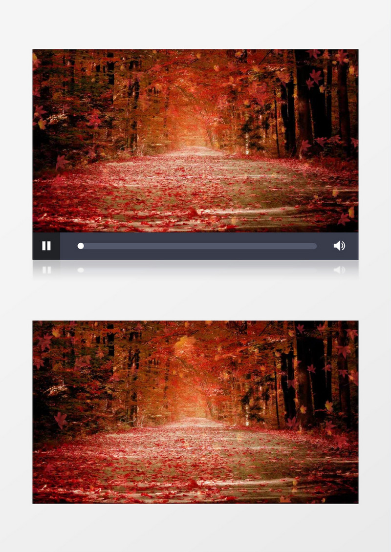 深秋枫树林里漫天红叶飘飘视频素材