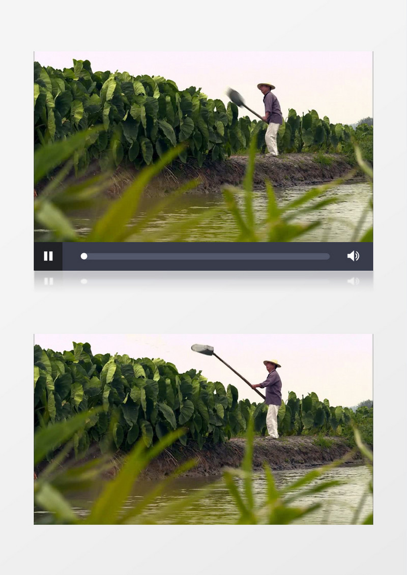 地里蔬菜灌溉实拍视频素材