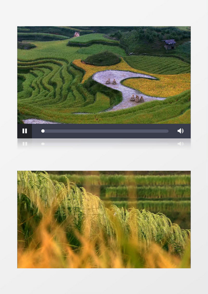 秋季金黄水稻美丽景色实拍视频素材