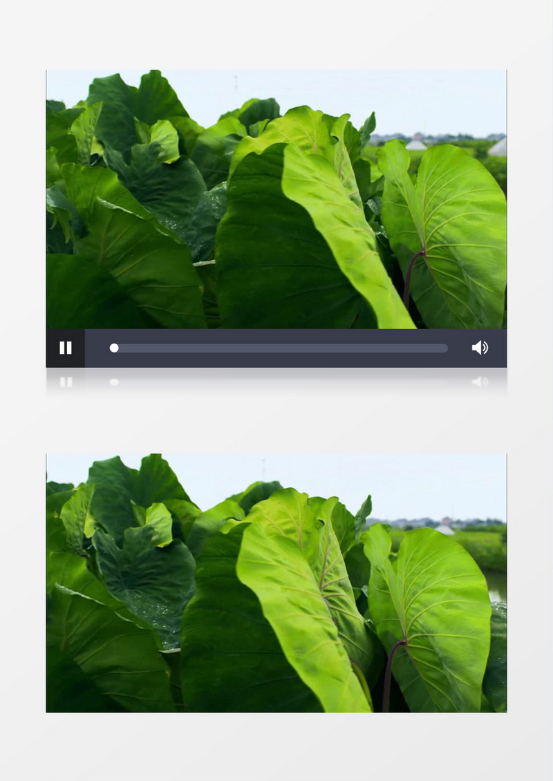 绿色植物叶子高清实拍视频素材