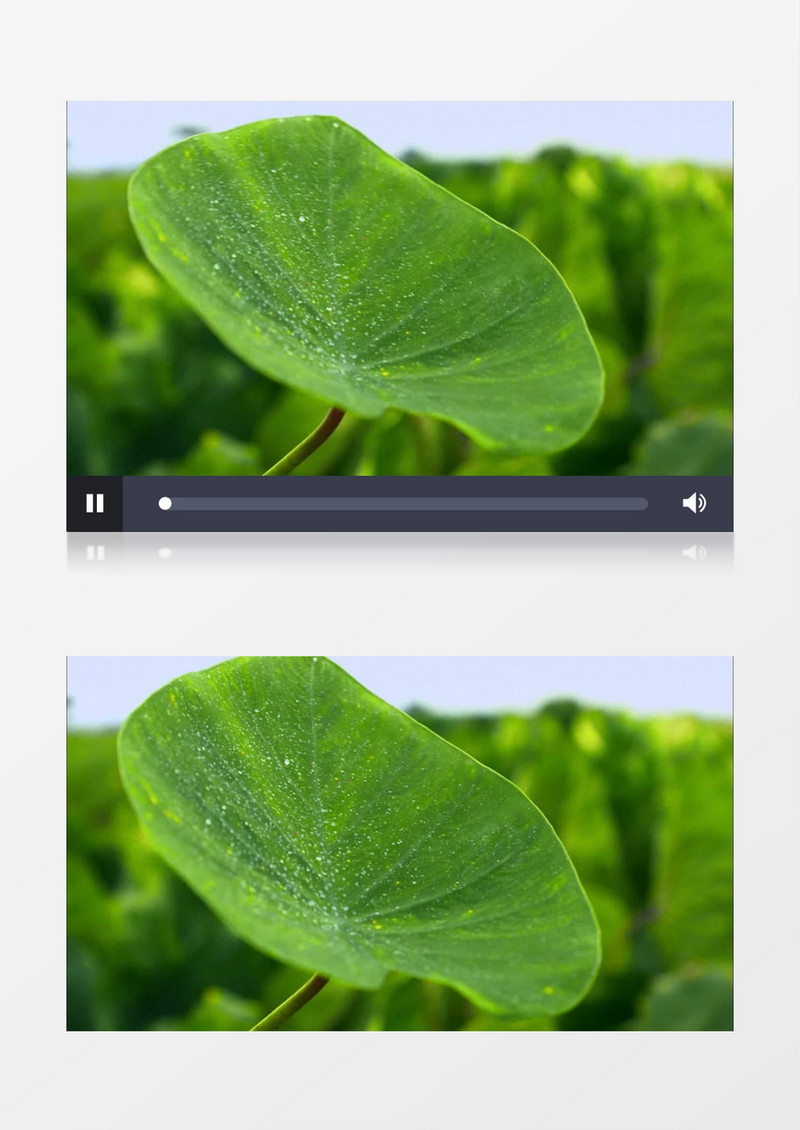 绿色有机植物叶子水珠实拍视频素材