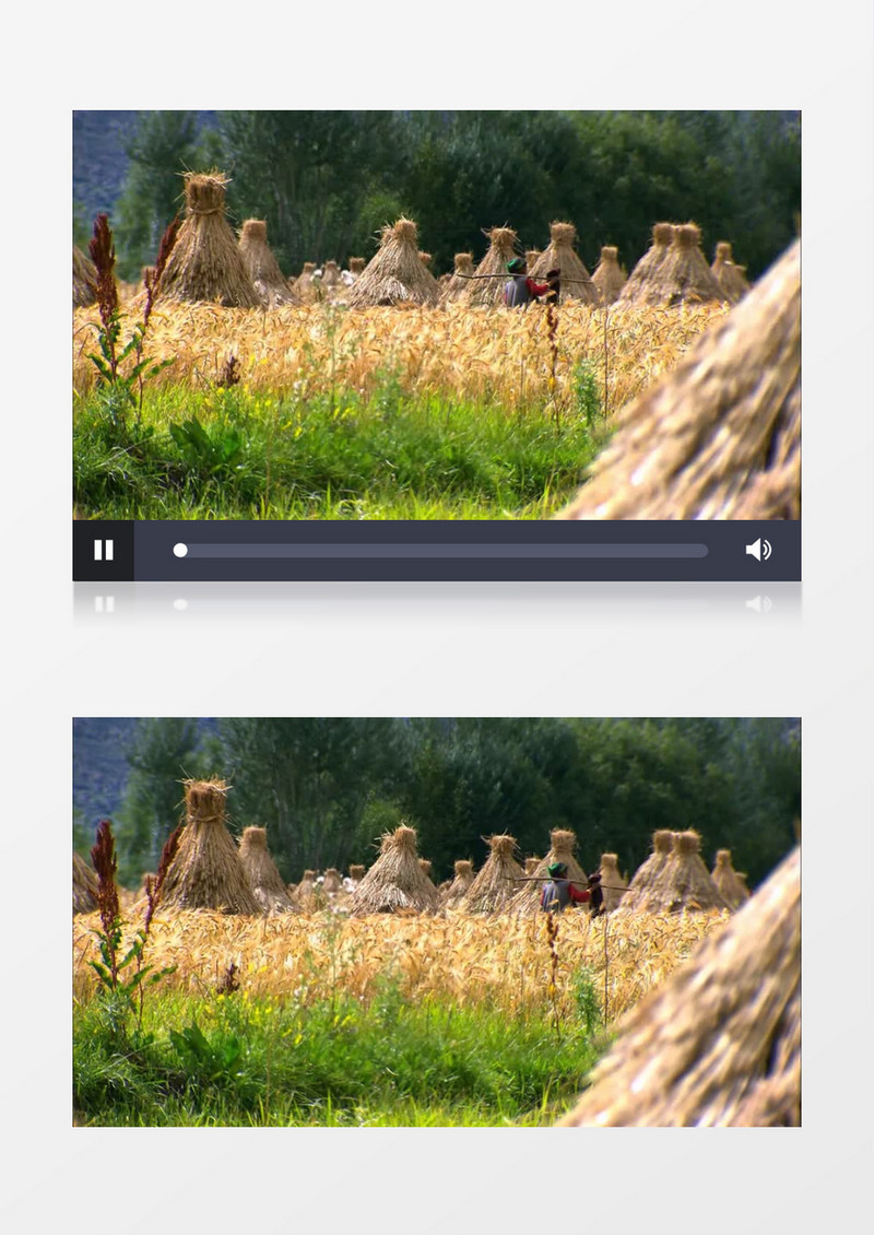 秋季水稻收割丰收实拍视频素材