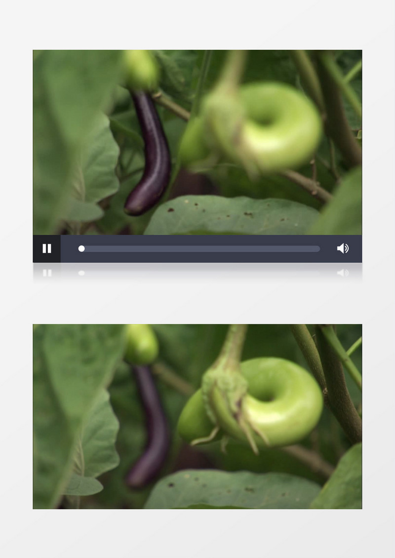 菜园南瓜茄子绿色有机实拍视频素材