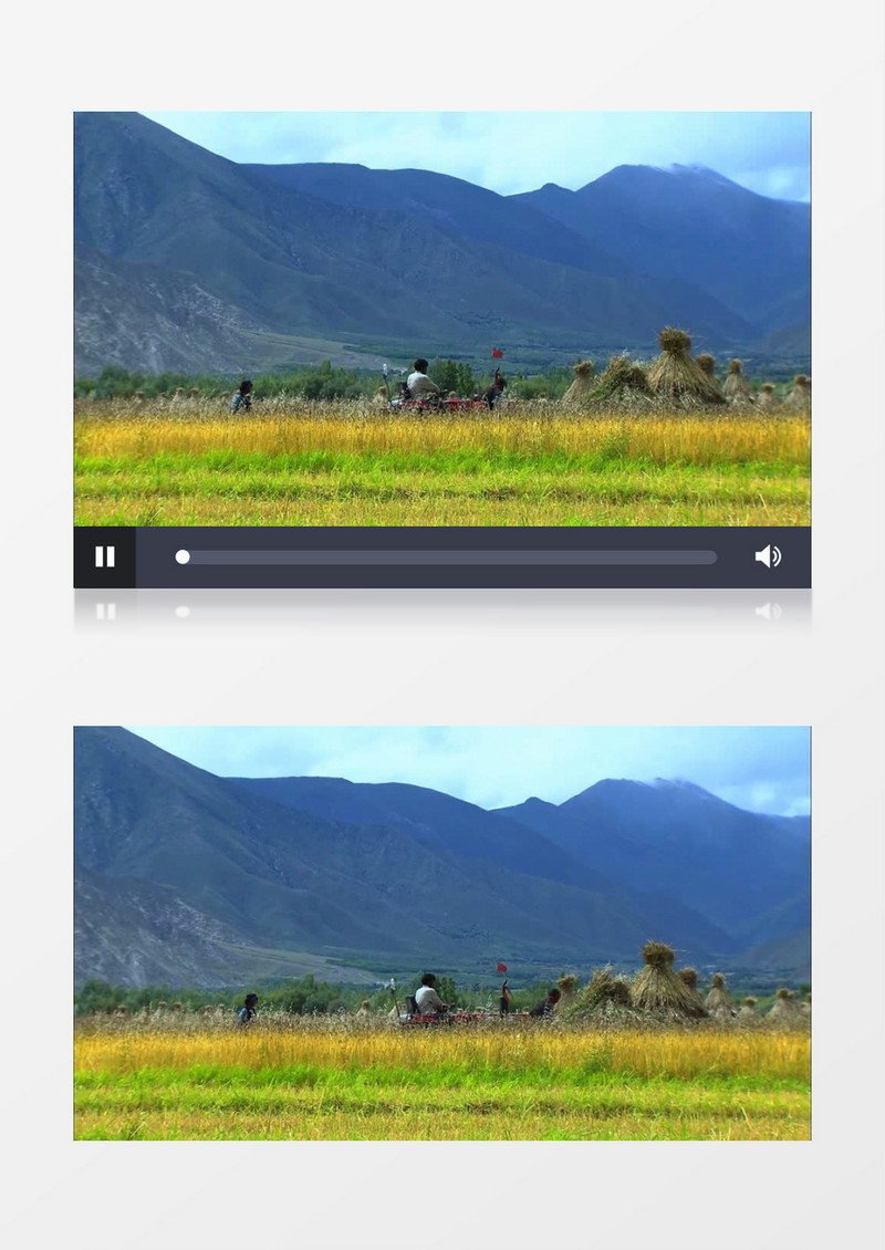 金黄水稻收割机拖拉机实拍视频素材