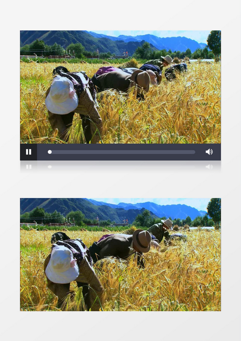 秋季金黄水稻收成实拍视频素材