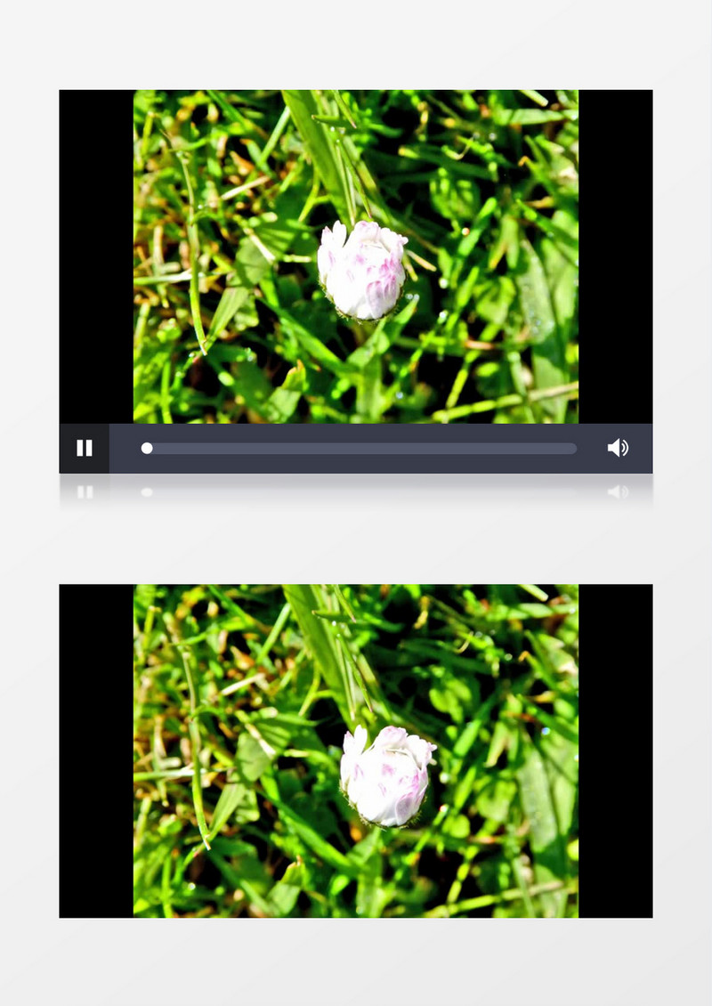 高清实拍一朵美丽的小雏菊从花苞到开放的过程实拍视频素材