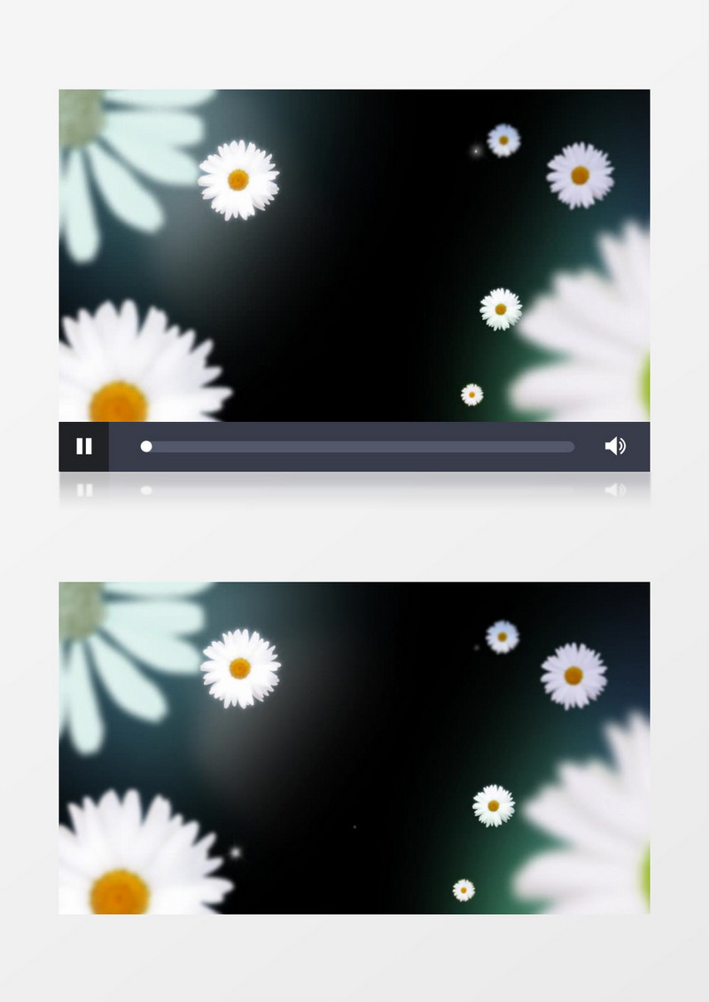 美丽的纯净的小雏菊视频素材