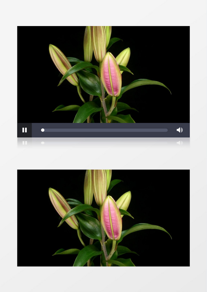 美丽的百合花盛开过程背景视频素材