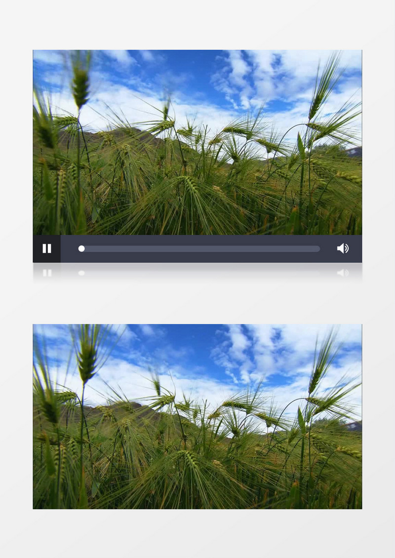 农民田地农作物小麦实拍视频素材