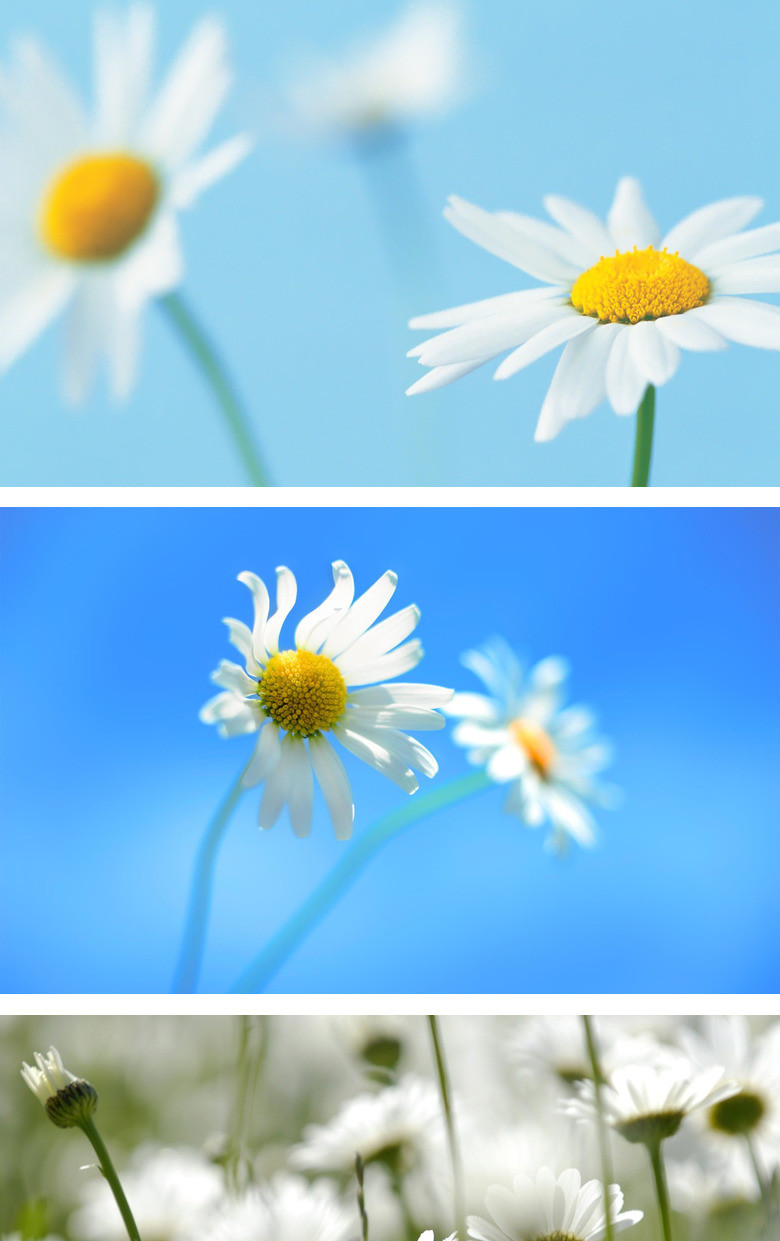 唯美淡雅小花PPT背景图片