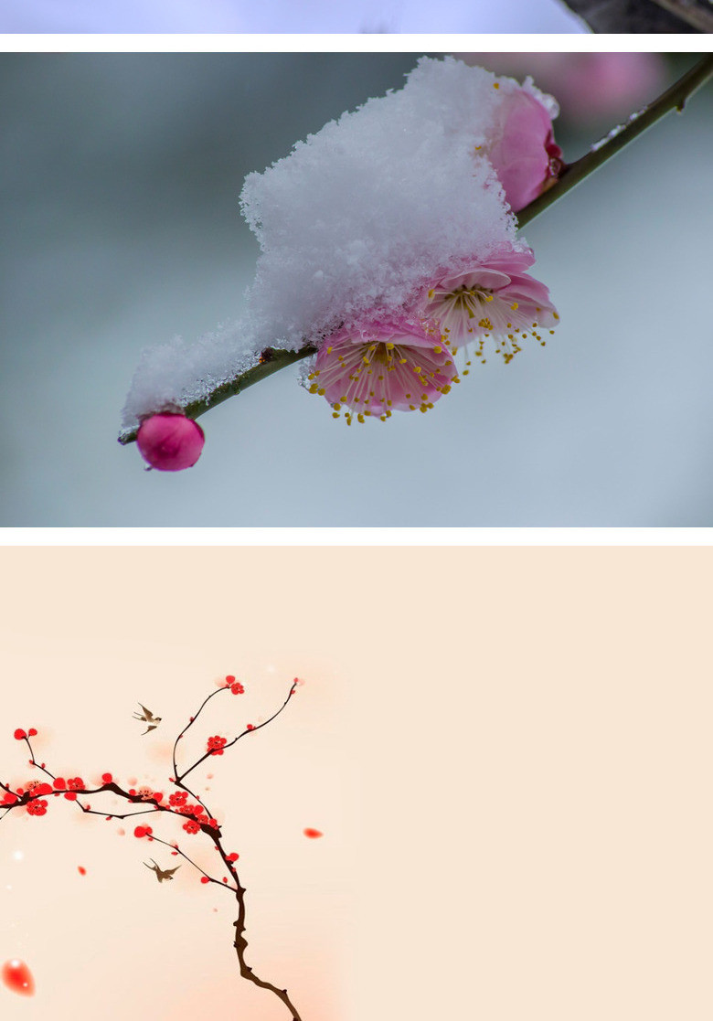 傲雪梅花幻灯片背景图片