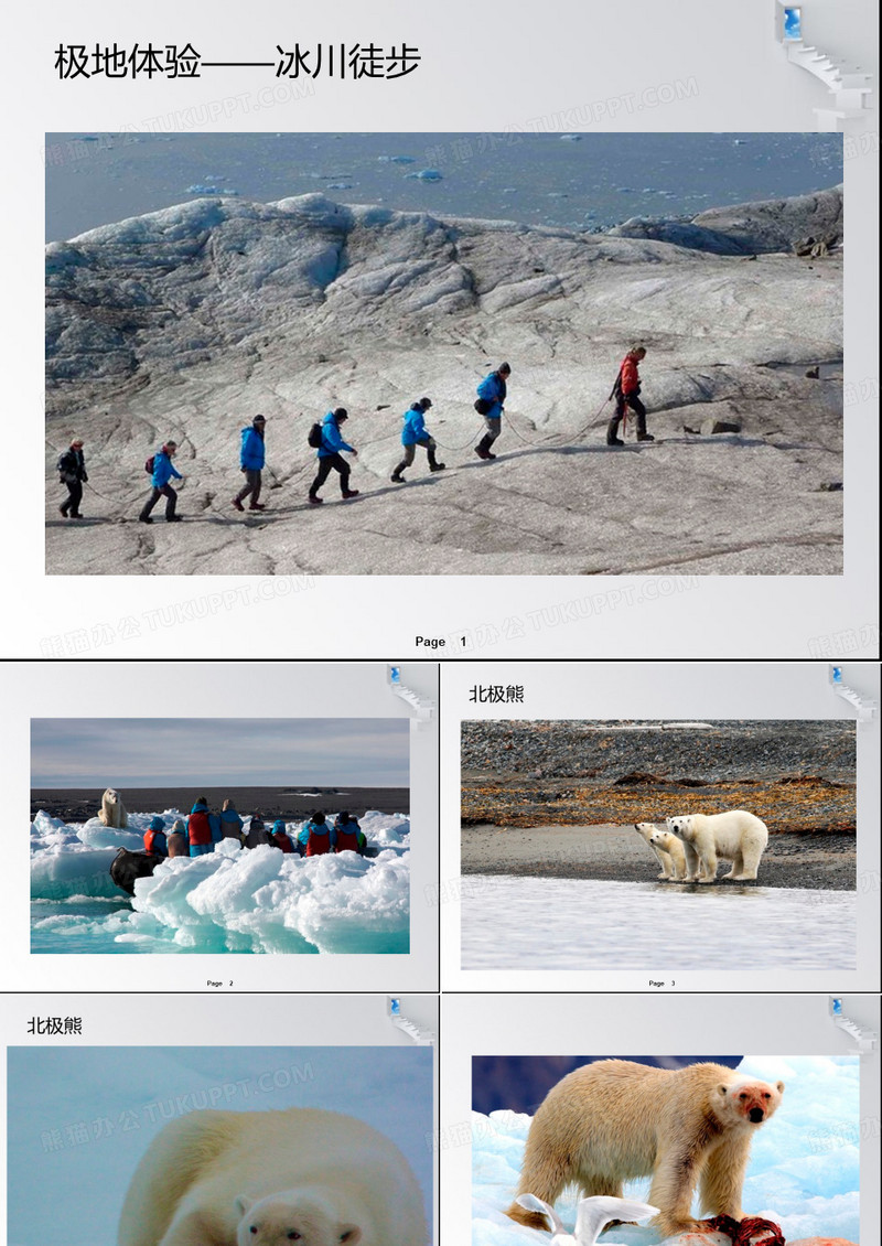 伯格曼法则在北极