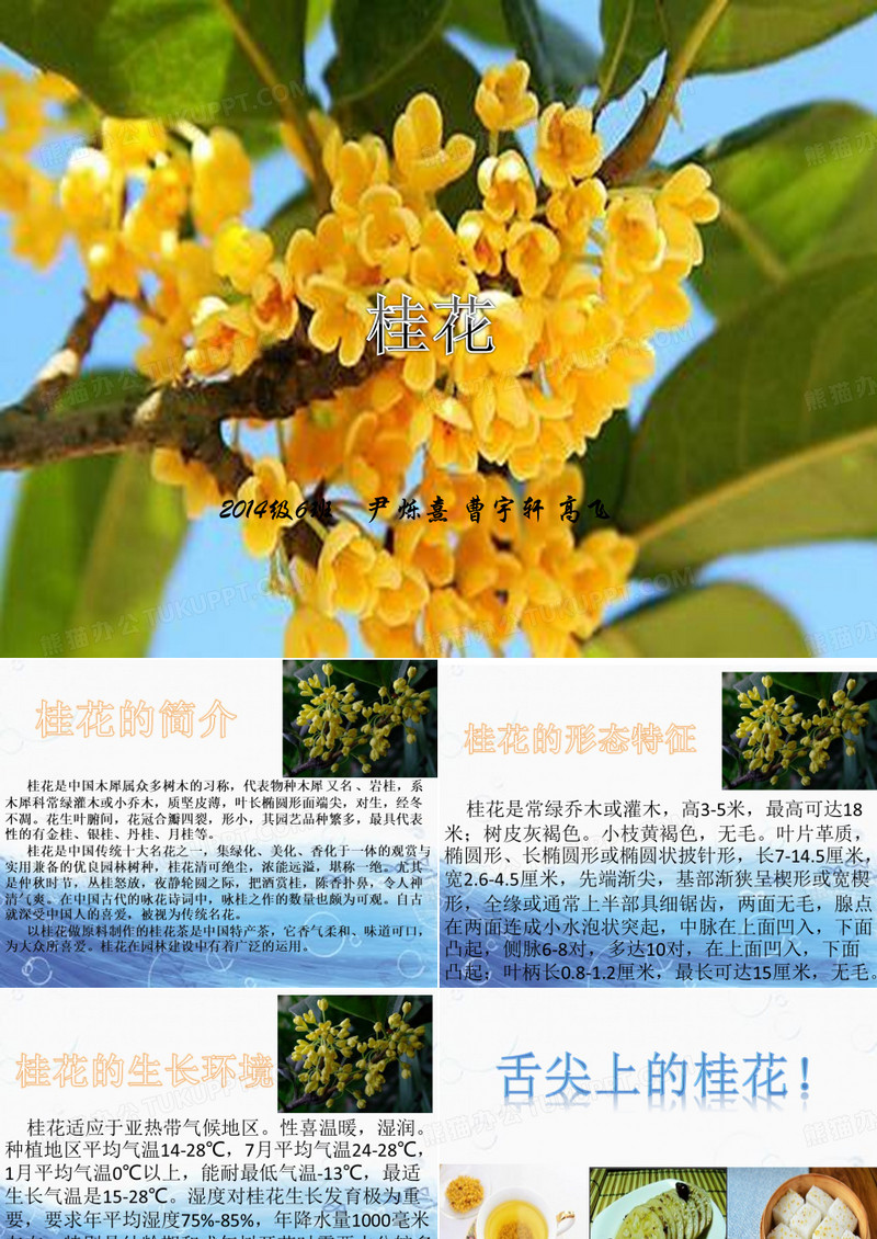 舌尖上的桂花及桂花简介