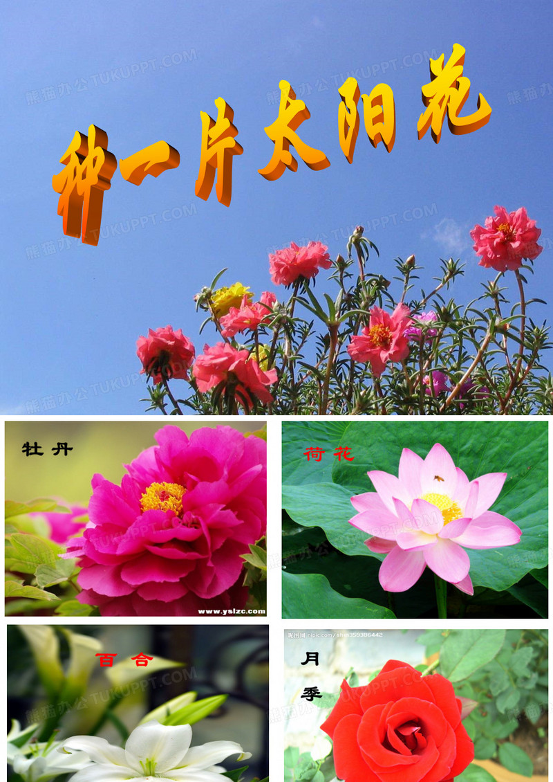 《太阳花_》PPT课件