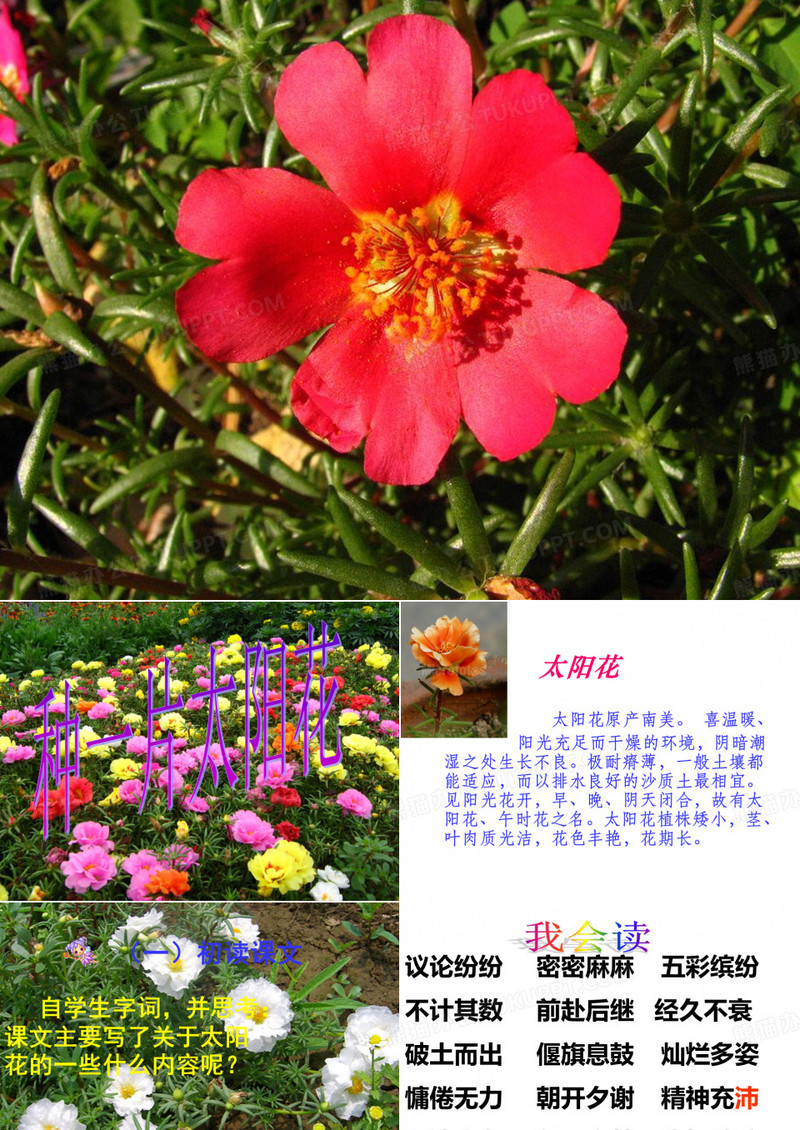 《种一片太阳花_》PPT课件