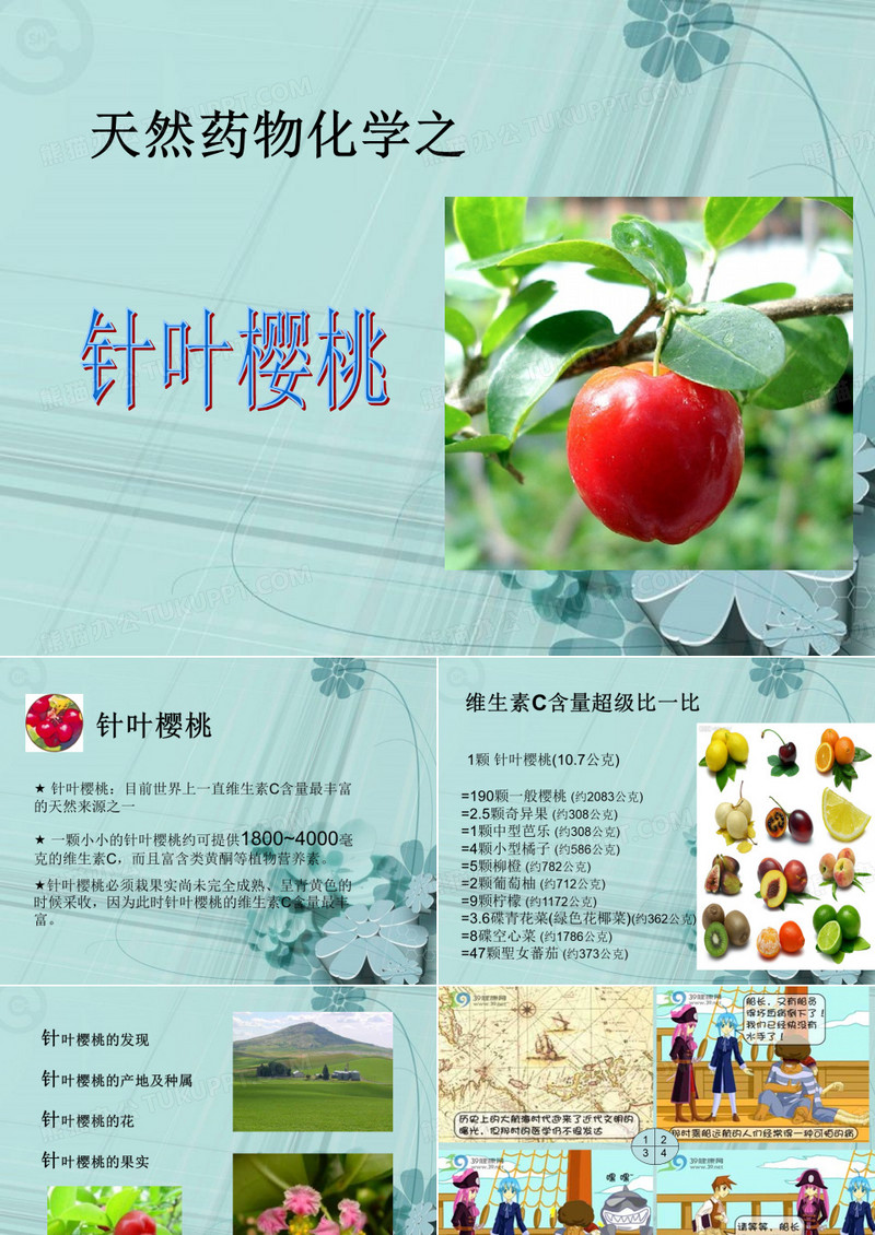 针叶樱桃