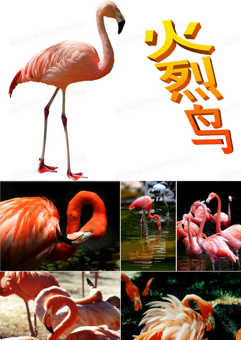 《火烈鸟》美术教学课件