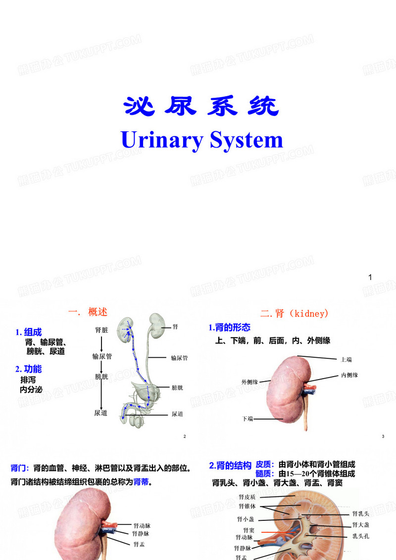 泌尿系统