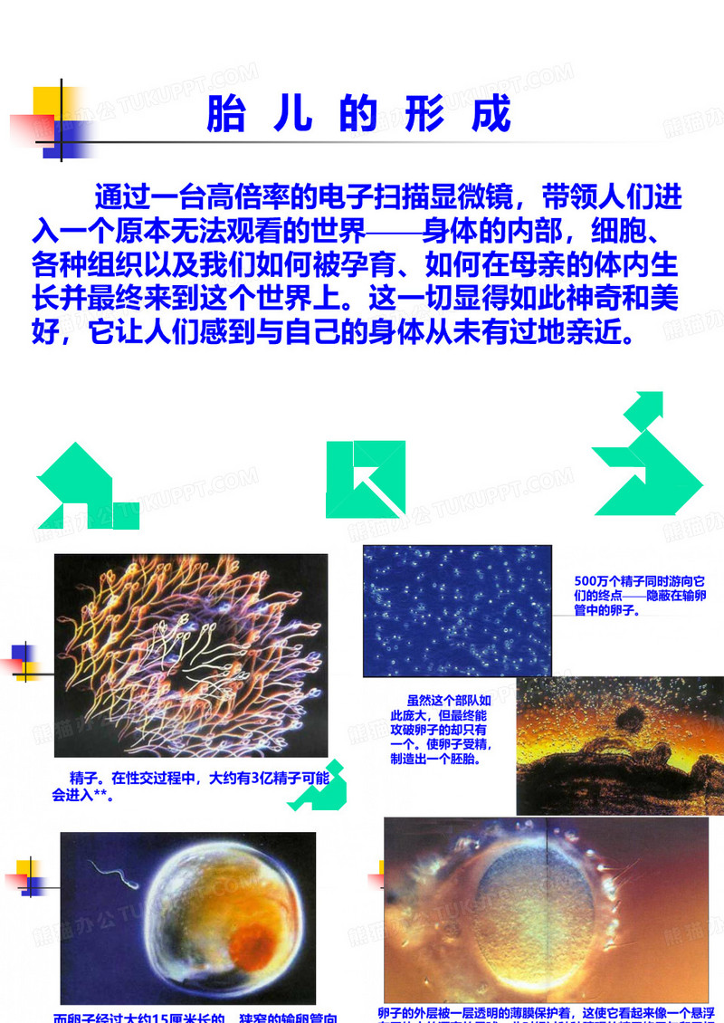 胎儿的形成
