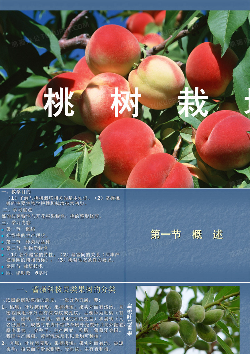 桃树栽培