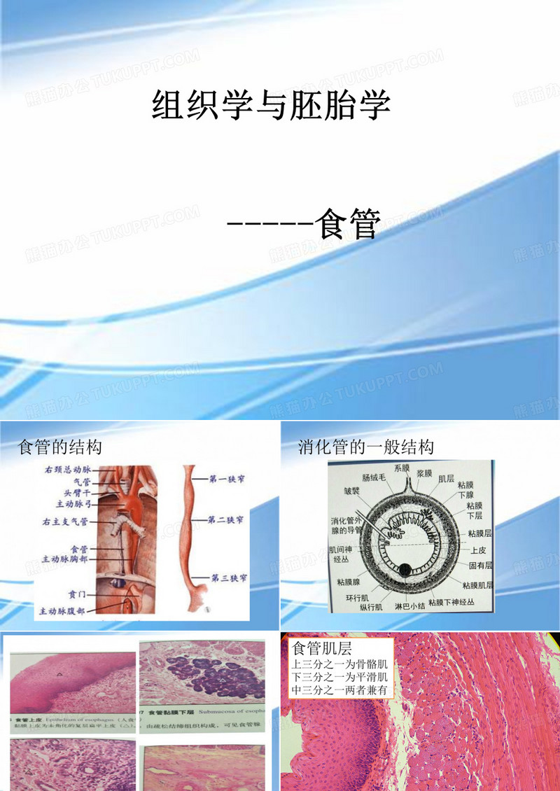组织学与胚胎学