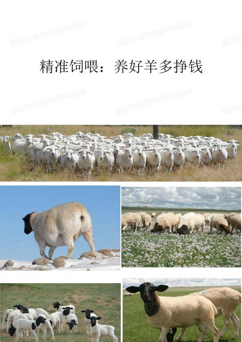 精准饲喂养好羊多挣钱精品PPT课件
