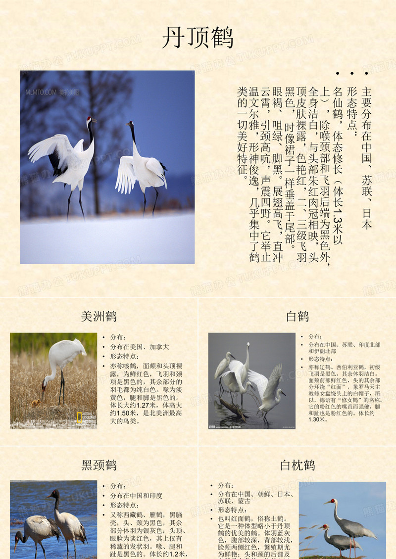 鹤的种类