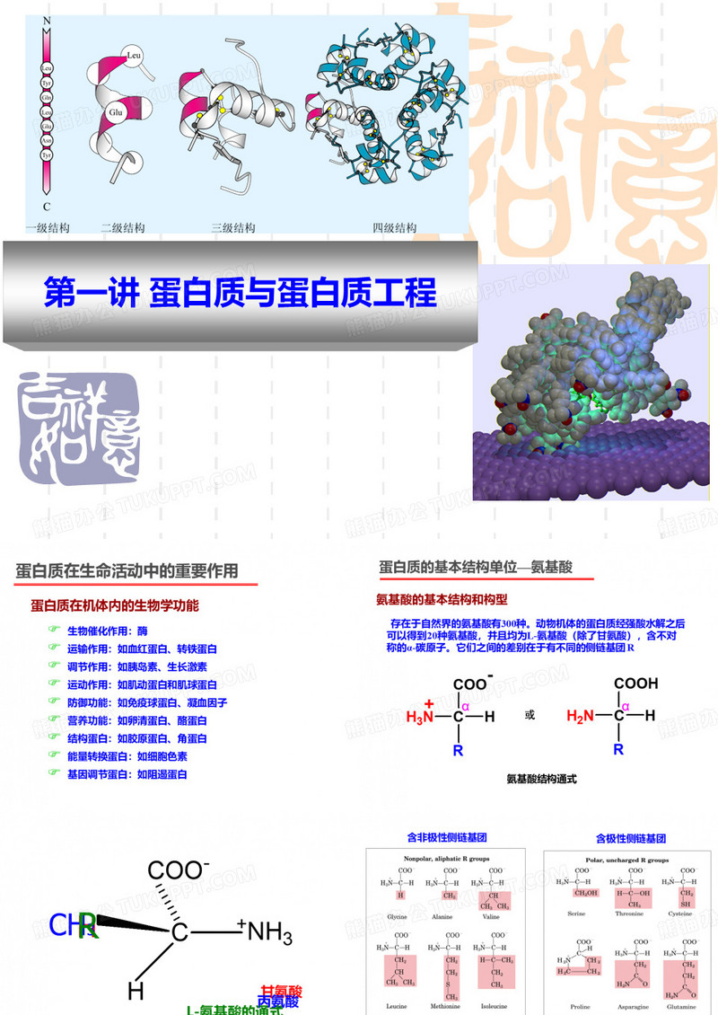 酶与蛋白质工程第1章蛋白质与蛋白质工程讲述
