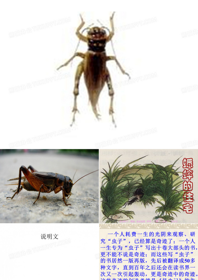 王丹《蟋蟀的住宅》课件